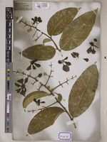 Lagerstroemia reginae unrecorded var. angustior Wall. [family LYTHRACEAE]