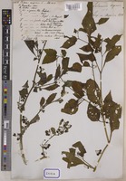 Solanum nigrum L. [family SOLANACEAE]