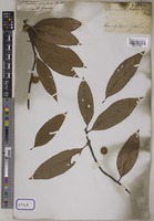 Quercus velutina Wall. [family FAGACEAE]