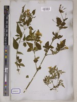Jasminum grandiflorum L. [family OLEACEAE]