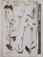 Sonchus oleraceus Wall. [family COMPOSITAE]
