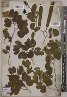 Bauhinia tomentosa L. [family LEGUMINOSAE-CAESALPINIOIDEAE]