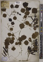 Dalbergia sissoo Graham [family LEGUMINOSAE-PAPILIONOIDEAE]