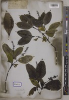Psychotria adenophylla Wall. [family RUBIACEAE]