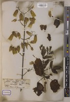 Bryophyllum calycinum Salisb. [family CRASSULACEAE]