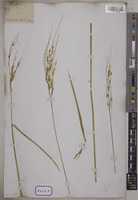 Oryza sativa L. [family POACEAE]