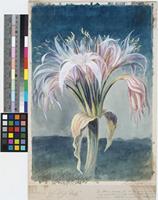Crinum crassicaule Baker; watercolour, gouache and pencil field sketch.
