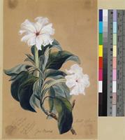 Gardenia sp.; watercolour, gouache and pencil field sketch.
