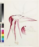 Strelitzia augusta Thunb. from South Africa