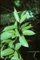 Prunus africana (Hook.f.) Kalkman from Cameroon