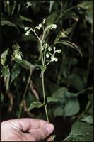 Adenostemma mauritianum DC. from Cameroon