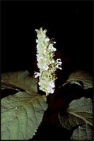 Achyrospermum oblongifolium Baker from Cameroon
