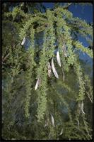Acacia bellula Drake from Madagascar