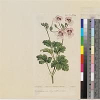 Erodium hymenodes L'Herit. published illustration from Curtis's Botanical Magazine