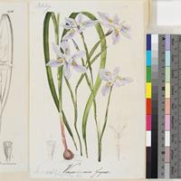 Vieussieuxia fugax De la Roche original illustration from Curtis's Botanical Magazine