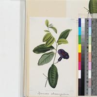 Segnalibro con illustrazione botanica e aforisma letterario - FSC® –  Invernadero