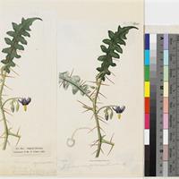 Solanum pyracanthum Dunal (β.) pedunculis calycibusque inermibus published illustration from Curtis's Botanical Magazine