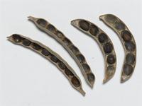 Acacia hebeclada DC.; fruit and seeds