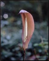 Anchomanes difformis (Blume) Engl. from Cameroon