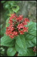 Clerodendrum sp. from Cameroon