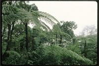 Cyathea manniana Hook. from Cameroon
