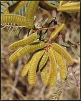 Mimosa pigra L. from Burkina Faso