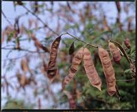 Acacia macrostachya Rolfe from Mali