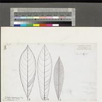 Leaves of three Ouratea species: Ouratea schoenleiniana (Klotzsch) Gilg, O. flava (Schumach. & Thonn.) Hutch. & Dalziel and O. myrioneura Gilg; original illustration from FWTA