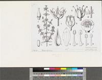 Bergia suffruticosa (Delile) Fenzl; original illustration from FWTA