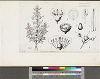 Ammannia auriculata Willd.; original illustration from FWTA