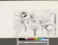Adenopus breviflorus Benth.; original illustration from FWTA