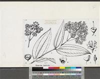 Memecylon blakeoides G.Don; original illustration from FWTA