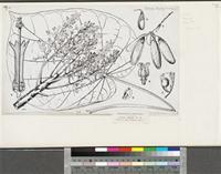 Hildegardia barteri (Mast.) Kosterm.; original illustration from FWTA