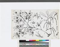 Hymenocardia acida Tul. var. acida; original illustration from FWTA
