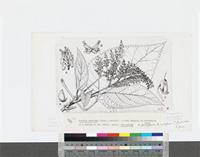 Fleurya aestuans (L.) Gaudich; original illustration from FWTA