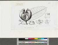 Khaya grandifoliola C.DC.; original illustration from FWTA