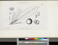 Chrysophyllum albidum G.Don; original illustration from FWTA