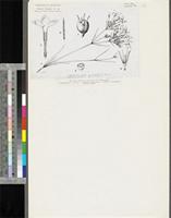 Kohautia grandiflora DC.; original illustration from FWTA