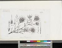Centaurea senegalensis DC.; original illustration from FWTA