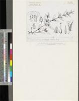 Bacopa crenata (P.Beauv.) Hepper; original illustration from FWTA