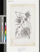 Leonotis nepetifolia (L.) Aiton f. var. africana (P.Beauv.) J.K.Morton; original illustration from FWTA