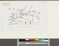 Solenangis scandens (Schltr.) Schltr.; original illustration from FWTA