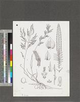 Eragrostis lingulata Clayton; original illustration from FWTA