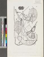Pararistolochia zenkeri (Engl.) Hutch. & Dalziel; original illustration from FWTA