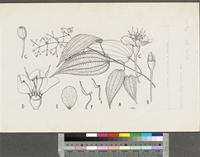 Dinophora spenneroides Benth.; original illustration from FWTA