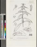 Sesamum radiatum Schumach. & Thonn.; original illustration from FWTA