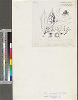 Isolona campanulata Engl. & Diels; original illustration from FWTA