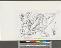 Psychotria vogeliana Benth.; original illustration from FWTA