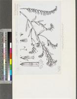 Arnebia hispidissima (Sieber ex Lehm.) DC.; original illustration from FWTA