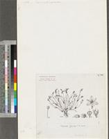 Floscopa flavida C.B.Clarke; original illustration from FWTA